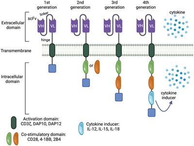 Adoptive NK Cell Therapy - a Beacon of Hope in Multiple Myeloma Treatment